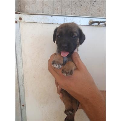 Comune di Eboli - Cane - Microchip 380260170232775