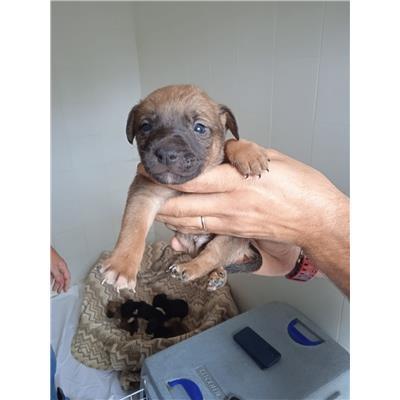 COMUNE GIFFONI VALLE PIANA - Cane - Microchip 380260170246167