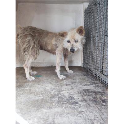 Comune di Salerno - Cane - Microchip 380260006037294