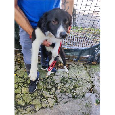 SAN MANGO PIEMONTE - Cane - Microchip 380260004819055