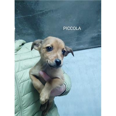 Comune di Salerno - Cane - Microchip 380260170226027