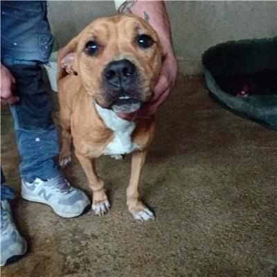 Comune di Salerno - Cane - Microchip 380260006030054