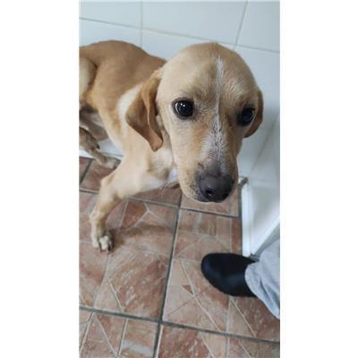 SAN MANGO PIEMONTE - Cane - Microchip 380260004818944