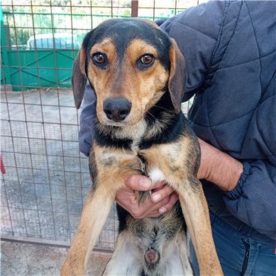 Comune di Salerno - Cane - Microchip 380260006037517