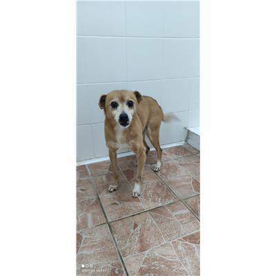 Comune di Salerno - Cane - Microchip 380260044041491